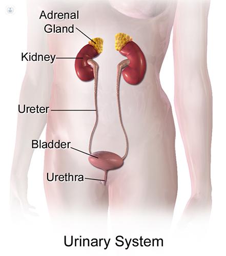 Female Urology Specialist in Secunderabad, Hyderabad