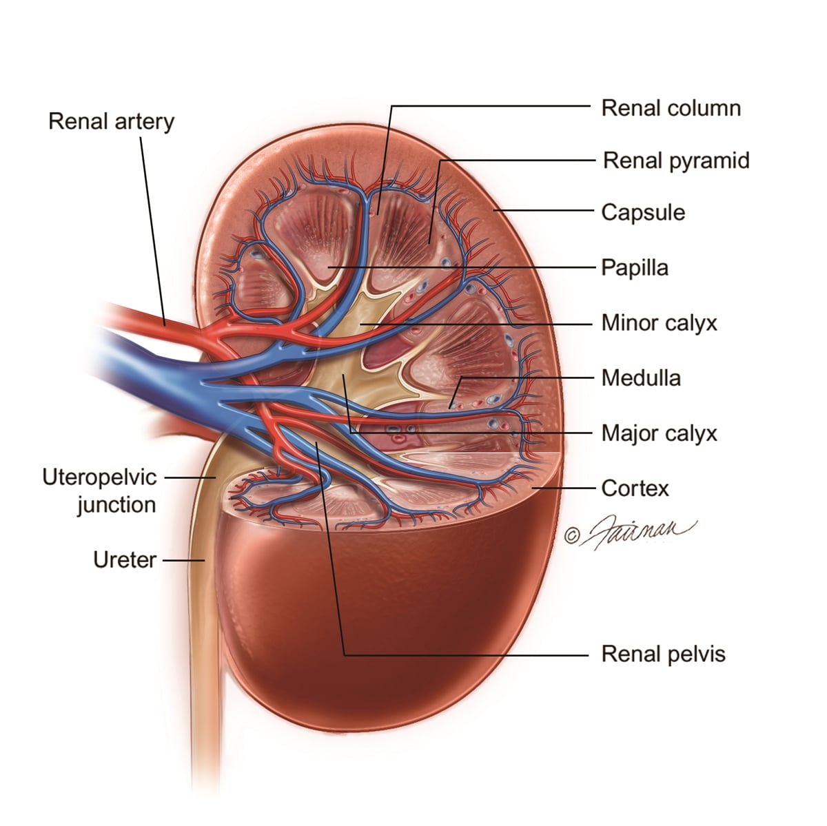 Kidney Mass