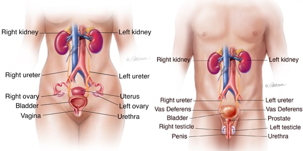 Urethral Stricture Disease Treatment in Secunderabad, Hyderabad Urethral Stricture Disease Treatment in Secunderabad, Hyderabad